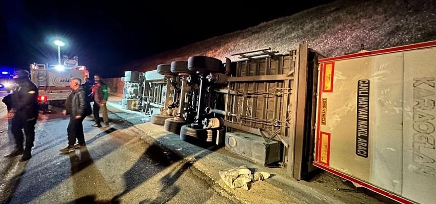 Hayvan Yüklü TIR Devrildi 70 Koyun Telef Oldu