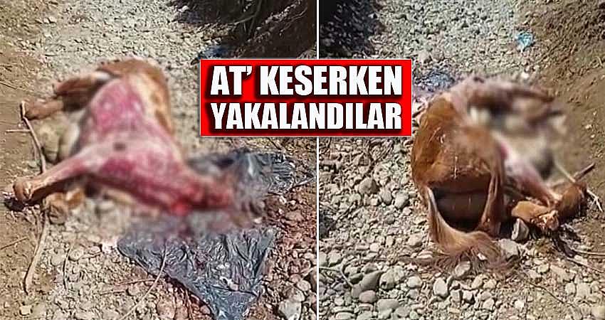 BİNGÖL’DE ‘AT’ KESERKEN YAKALANDILAR