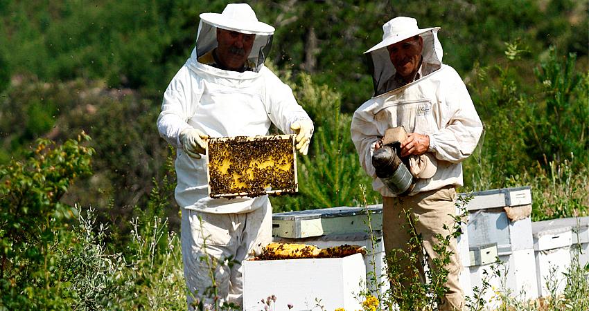 BAL YARIŞMASINA BAŞVURULAR 16 AĞUSTOS’TA BAŞLAYACAK