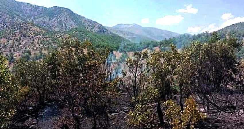 GENÇ’TE ORMAN YANGINI