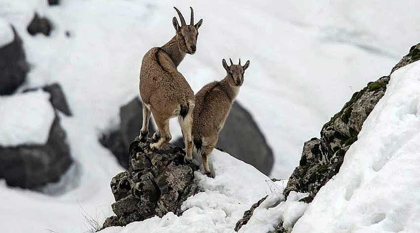 “ÖLDÜRMEYİN, ÖLÜMSÜZLEŞTİRİN”
