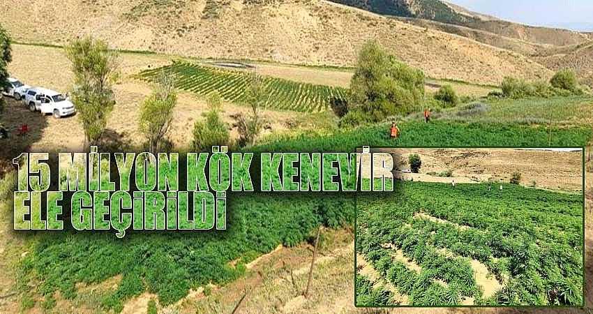 15 MİLYON KÖK KENEVİR ELE GEÇİRİLDİ