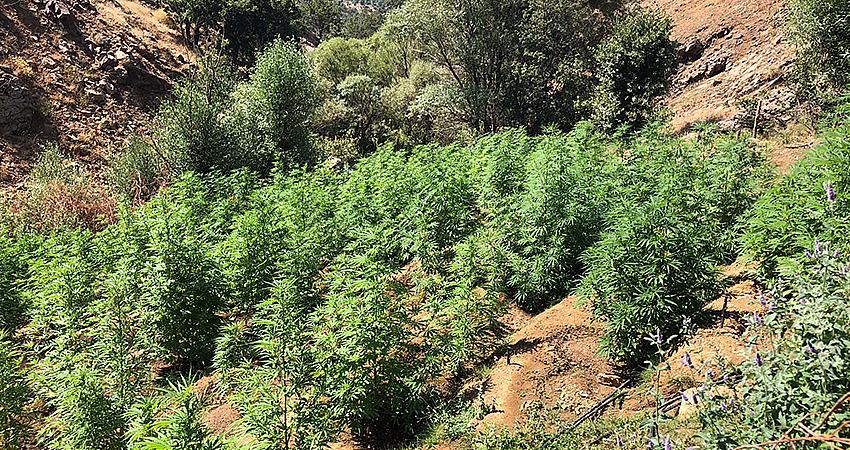 35 UYUŞTURUCU TARLASI TESPİT EDİLDİ