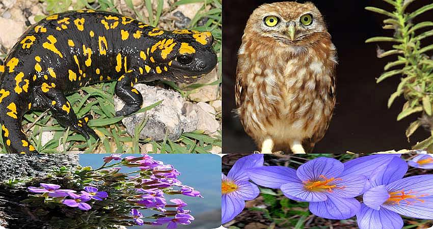 TEHLİKE ALTINDAKİ HAYVANLARIN HAREKETLERİ İZLENECEK