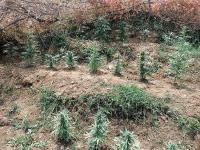 Esrar Tarlaları İmha Edildi