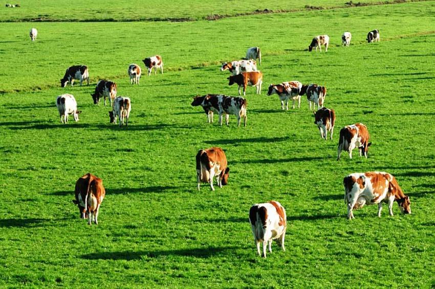 Mera ve Yaylalar Kiraya Verilecek