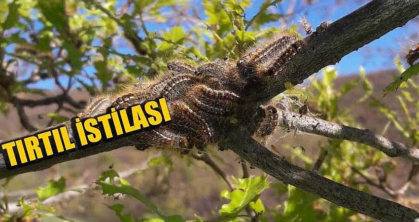 ORMANLAR TIRTIL İSTİLASI ALTINDA