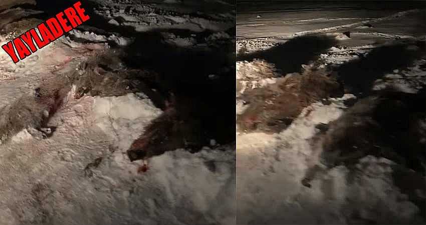 YABAN HAYVANI KATLİAMI